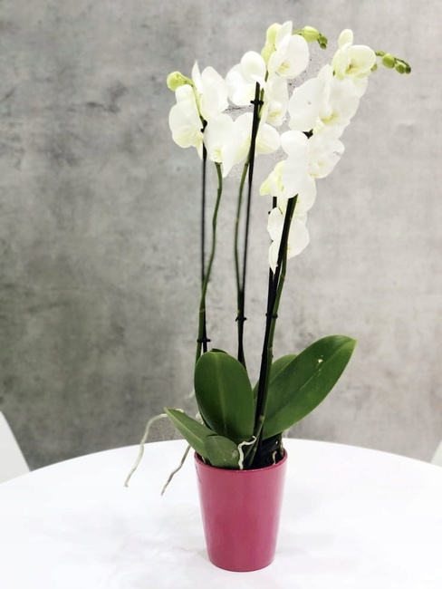 Ghiveci de flori din ceramică 12 cm roz
